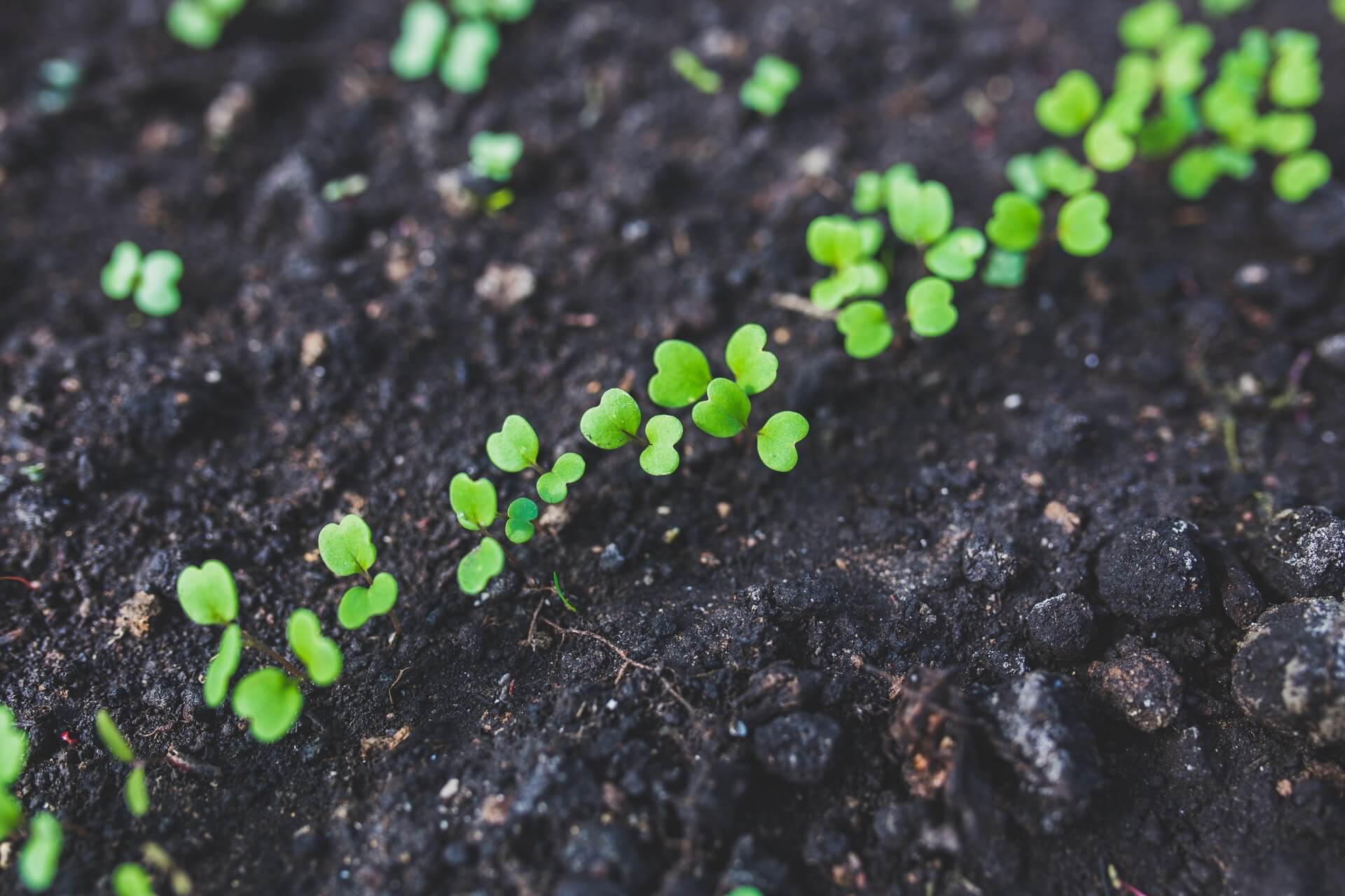 Cultivating Time – Quest For You 263