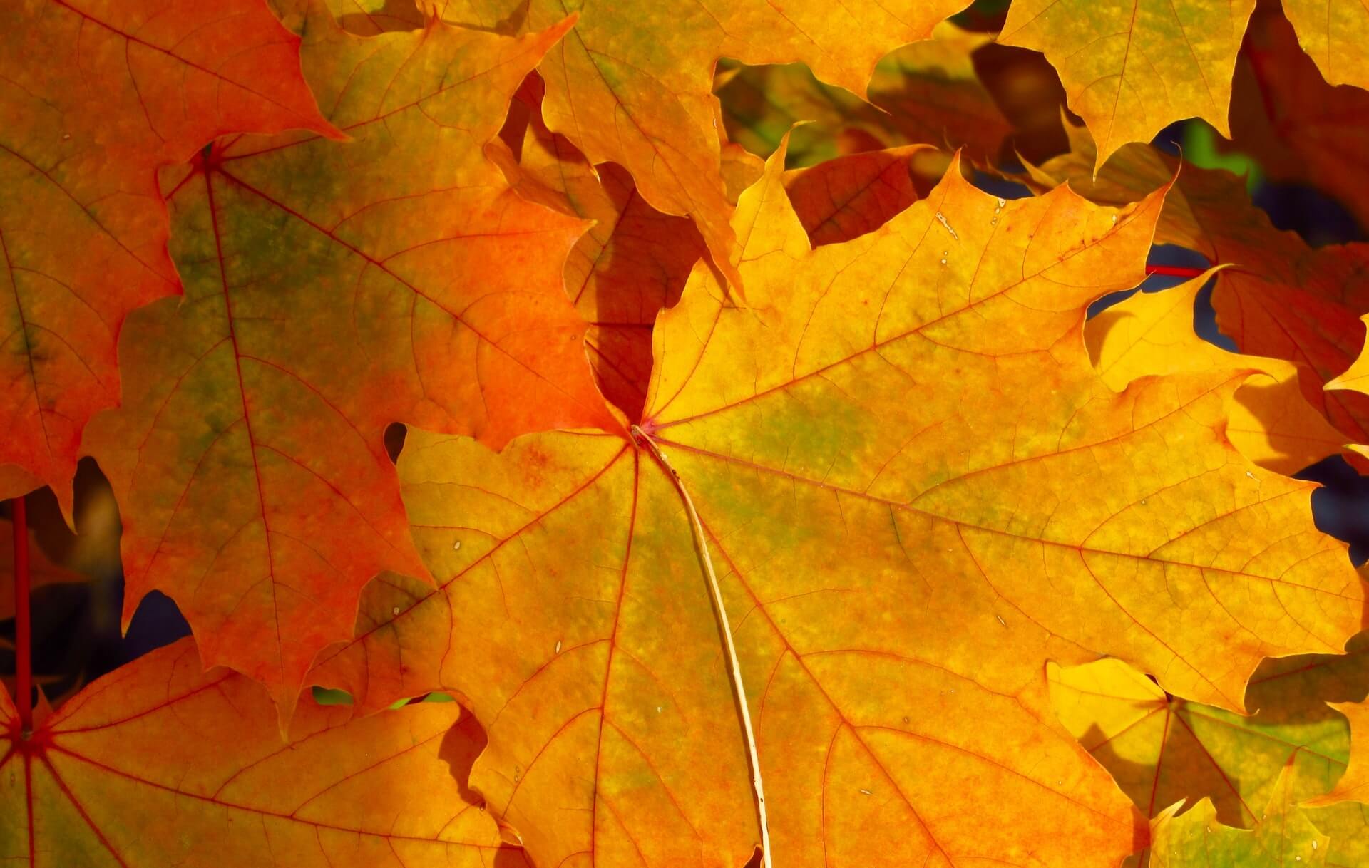 Three ways to find gratitude – Quest For You 599