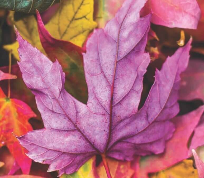 Event: Dec 5 2025 | Heart on Paper: Journaling as a Path to Inner Wisdom